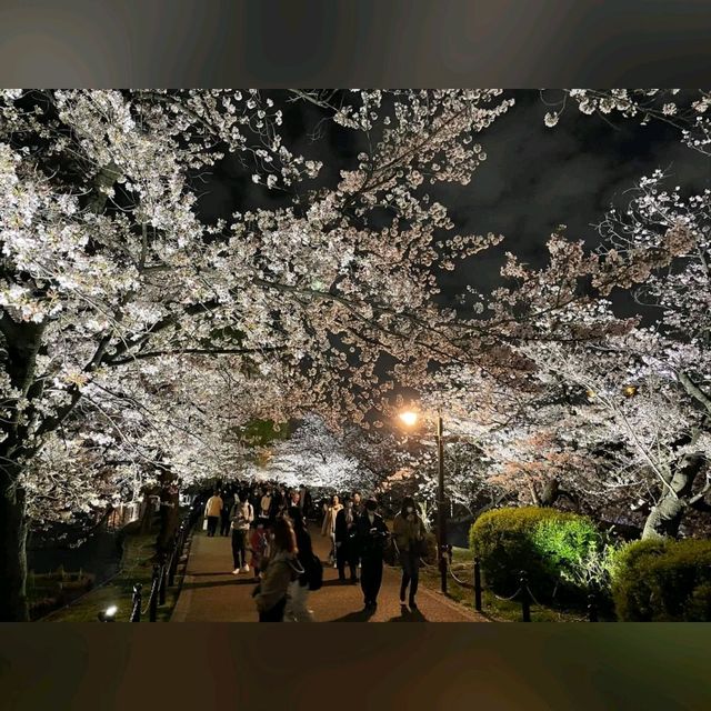 日櫻與夜櫻@上野公園
