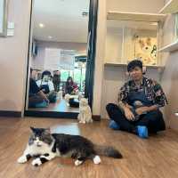 กอดน้องหมา เล่นน้องแมว กินของอร่อยแถวทวีวัฒนา