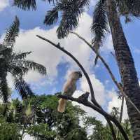 Bali Bird Park