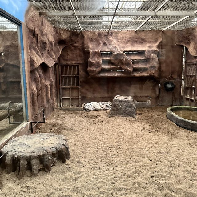 泰國 清邁 夜間野生動物園