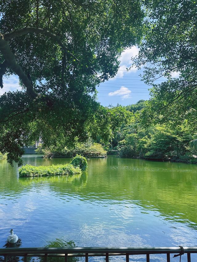 《新北》隱身山區的台菜館 用餐還能逛小型動物園-台灣山豬城