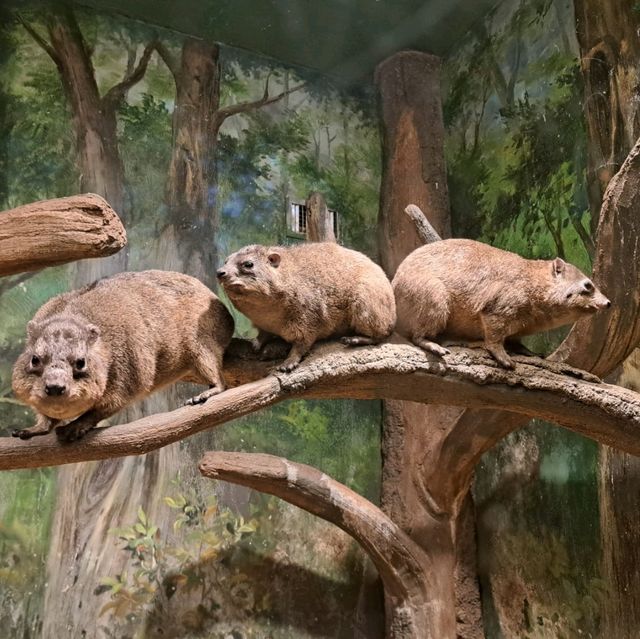 韓國😍愛寶樂園🐒介紹有咩動物睇🐯