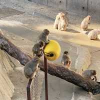 《福岡》動物と植物を同時に楽しめるSPOT🐒
