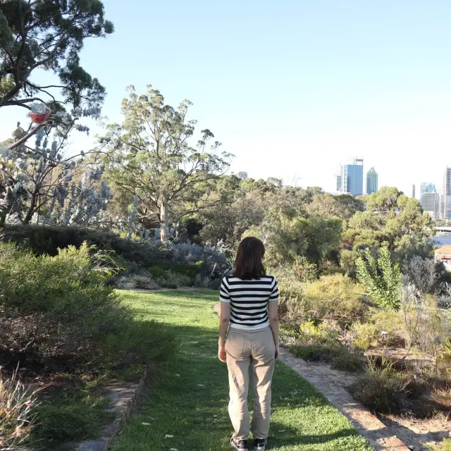 珀斯景點✨親子出遊 國王公園