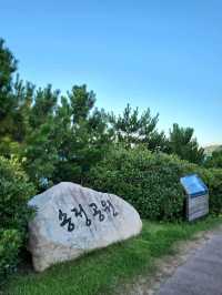 소나무와 바다가 아름답게 조화로운 울산 송정공원🌲