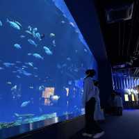 🇯🇵沖縄 DMMかりゆし水族館