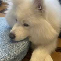 🌈坐榻榻米既cafe仲有隻可愛既狗店長🐶