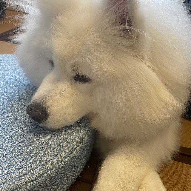 🌈坐榻榻米既cafe仲有隻可愛既狗店長🐶