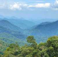 Cameron highlands - heads in the cloud