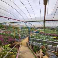 2 in 1 experience Bee and Strawberry farm