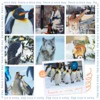 🐧❄️🎪旭山動物園～企鵝天堂🌟😄