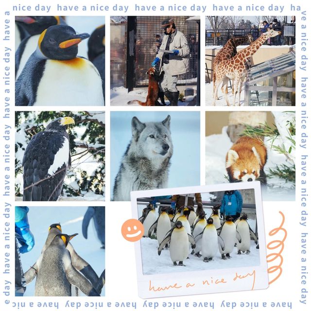 🐧❄️🎪旭山動物園～企鵝天堂🌟😄