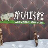 旭山動物園❤️北海道必去景點