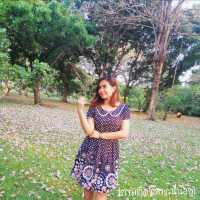 ชมพูพันธุ์ทิพย์บานที่สวนจตุจักร