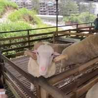 Baa baa white sheep in Cameron 🐑🐏