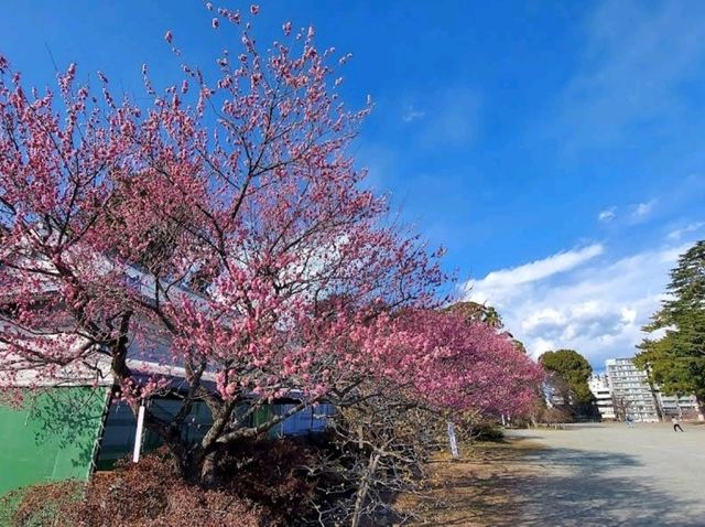 Springtime in Odawara Castle