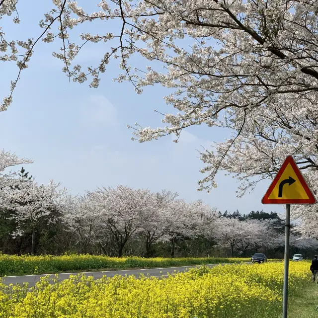 유채꽃과 벚꽃을 한눈에 볼수있는 제주 녹산로🌼🌸