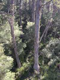 Valley of the Giants 🇦🇺🌏 TingleTrees400yrs