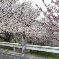 Cherry Blossom 🌸