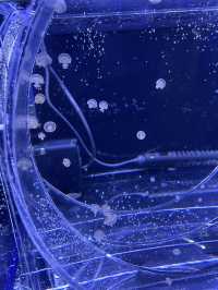 🐠 桃園高鐵景點～ X Park水族館 🪼