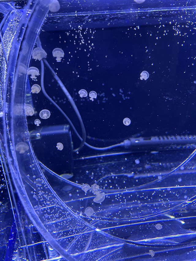 🐠 桃園高鐵景點～ X Park水族館 🪼