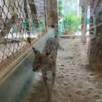 頑皮世界野生動物園