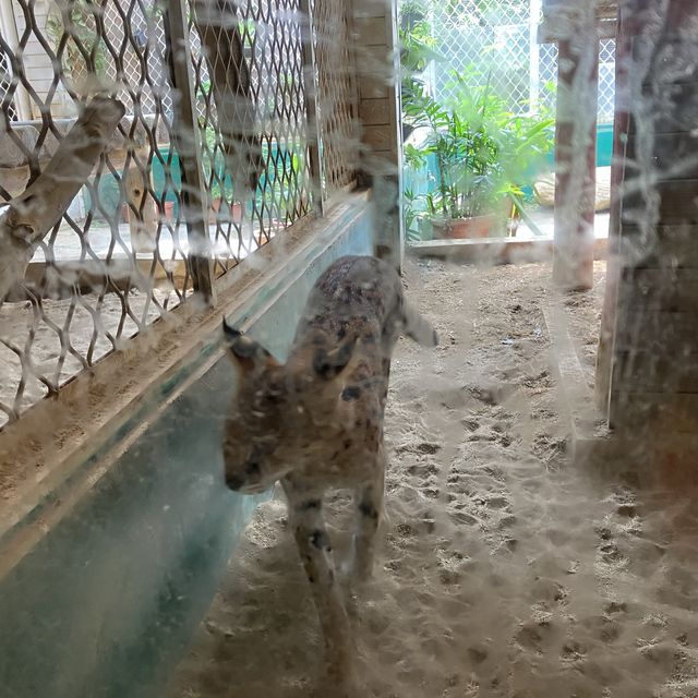 頑皮世界野生動物園