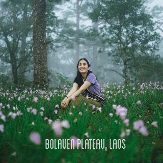 Explore Bolaven, Southern Laos, and the flower fields that you'll fall in love with