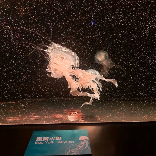 市區中的水母館