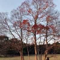 🍁超美涼亭與滿滿的もみじ楓葉|奈良公園