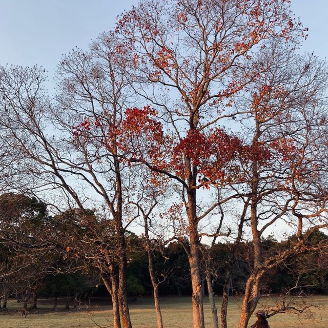 🍁超美涼亭與滿滿的もみじ楓葉|奈良公園 🍁超美涼亭與滿滿的もみじ楓葉|奈良公園