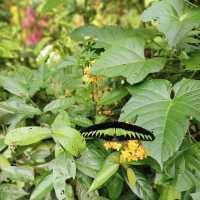 Kuala Lumpur Butterfly Park