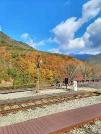 정선 레일바이크역에도 가을이 왔어요🍁🍂💛