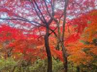 The foliage at Hananuki Gorge
