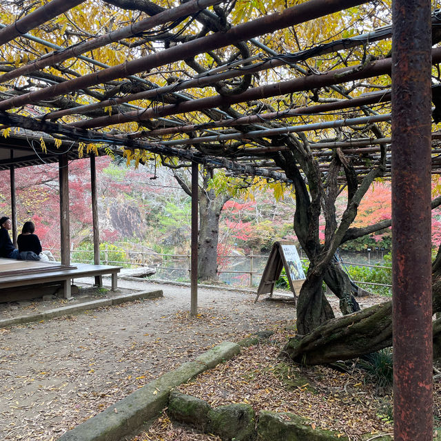 推薦御船山樂園賞楓遊：優惠晚上入場，適合秋天晚上賞楓