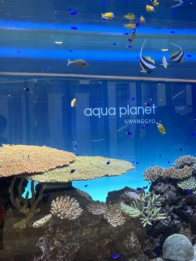 겨울 실내데이트 코스로 강추하는 아쿠아플라넷 광교🐬