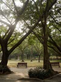 福田蓮花山公園，落羽松打卡景點