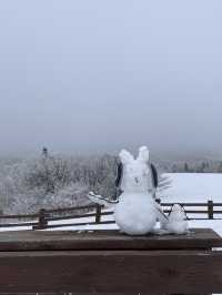 이곳이..겨울왕국?!⛄️ 눈이 가득쌓인 ‘삼양목장‘