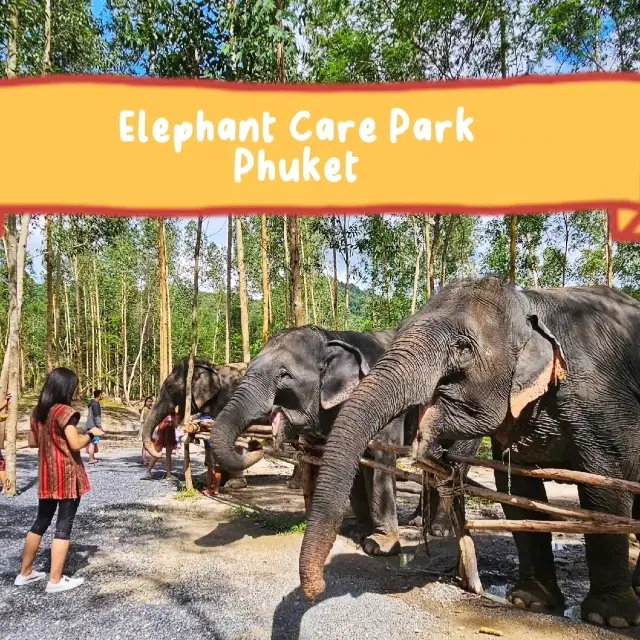 Elephant Care Park Phuket 