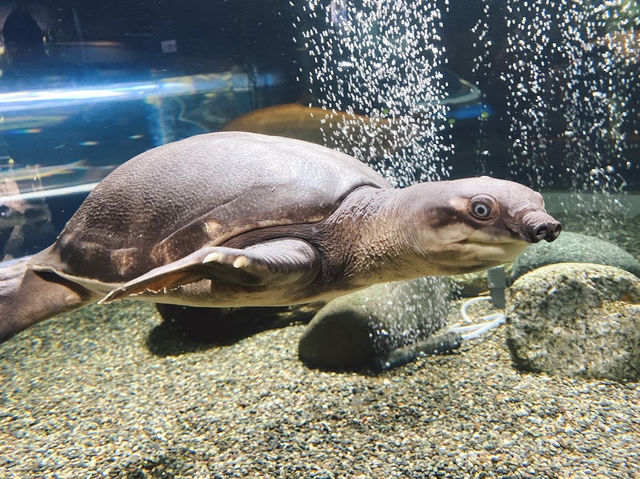 Chitose Salmon Aquarium 