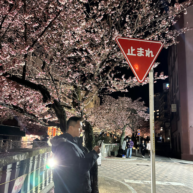 日本東京近郊｜熱海夜櫻及定期花火大會🌸