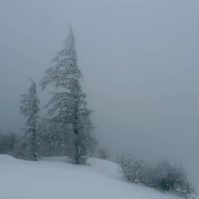 대관령에서 발견한 북해도 감성 스팟❄️