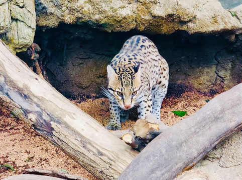 Buffalo Zoo Buffalo Zoo