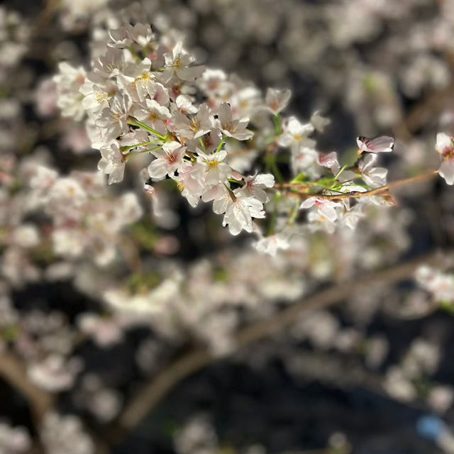 【白金台】八芳園で桜を堪能