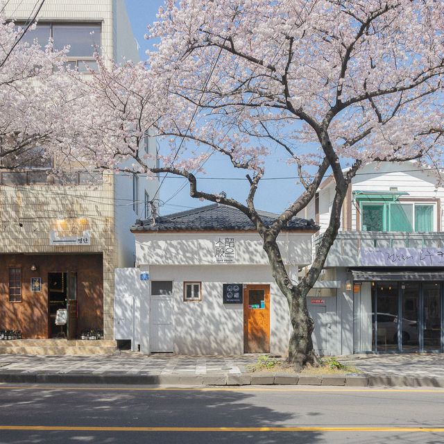 제주 최고의 벚꽃거리 전농로