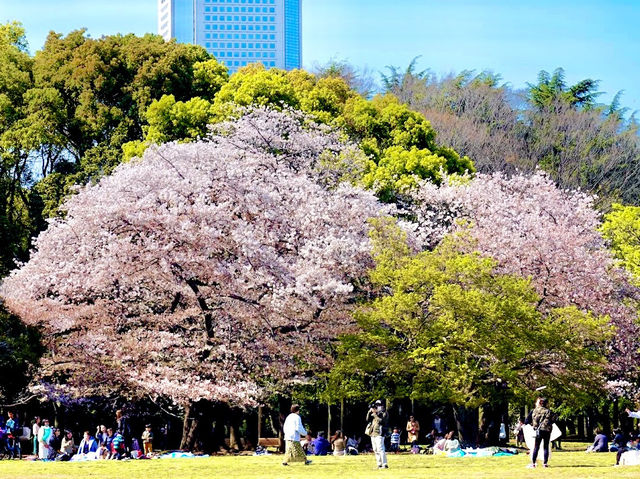 Cherry Blossoms Garden 