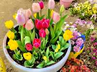Tulip & Sunflower Garden 