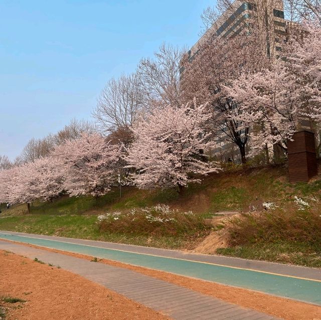 Discovering Seoul's Cherry Blossom Hotspots