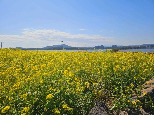 Rapeseed flower field at Noksan-ro