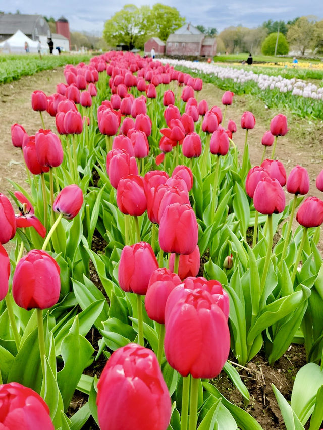 Wicked Tulips Flower Farm